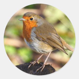 Autocollant Robin