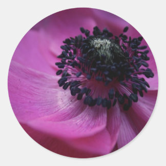 Autocollant rond Anémonique rose violet de coeur n