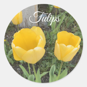 Autocollant rond classique Tulipes jaunes