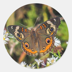 Autocollant rond de papillon commun de maronnier