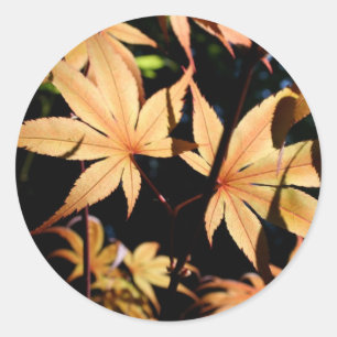 Autocollant rond japonais Maples 4 automne