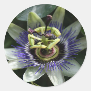 Autocollant rond Passiflora Fleur de la Passion