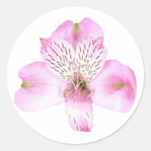 Autocollant rond rose Alstroemeria