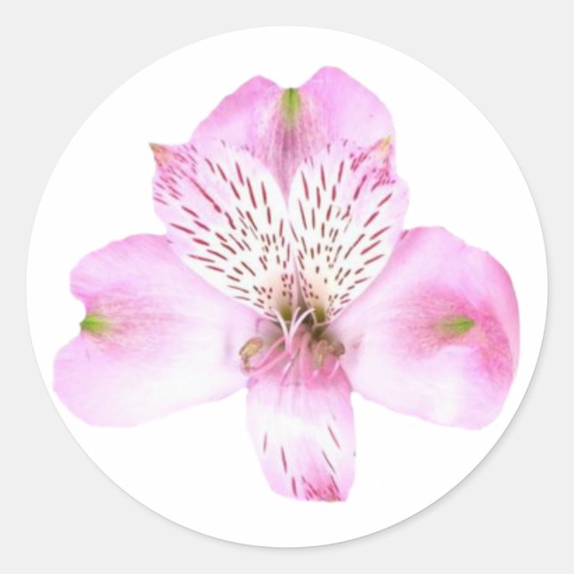 Autocollant rond rose Alstroemeria (Devant)