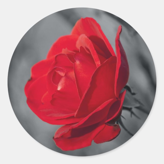 Autocollant Rond Rose Rouge (Devant)