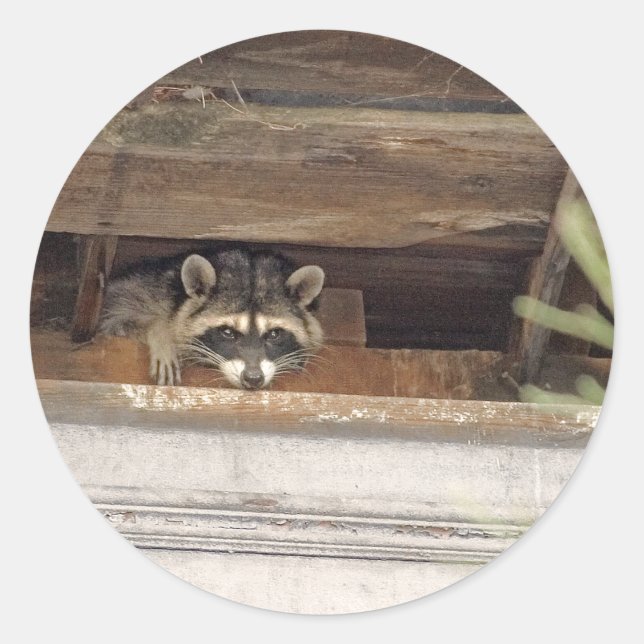 Autocollant Roofie Raccoon (Devant)