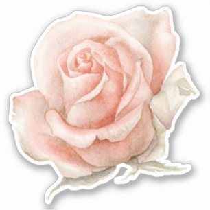 Autocollant Rose aquarelle