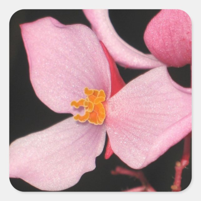 Autocollant rose Begonia (Devant)