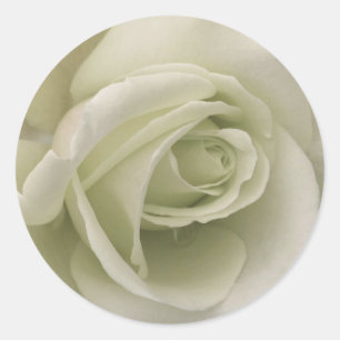 Autocollant rose blanche