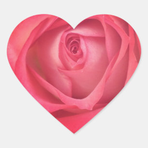 Autocollant rose de coeur du feu et de glace