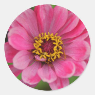 autocollant rose de fleur