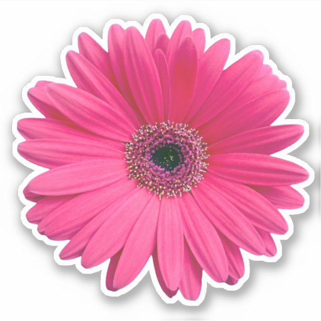 Autocollant rose Gerbera Daisy Flower Kiss-cut (Devant)