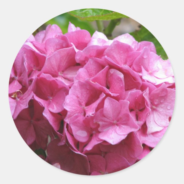 Autocollant rose Hydrangea (Devant)