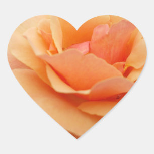 Autocollant Rose Orange