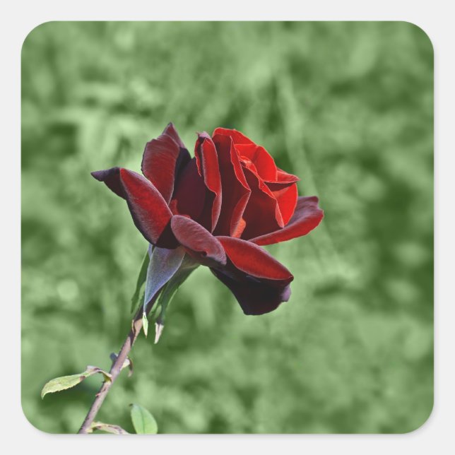 Autocollant Rose Rouge (Devant)
