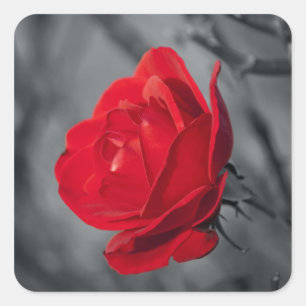 Autocollant Rose Rouge