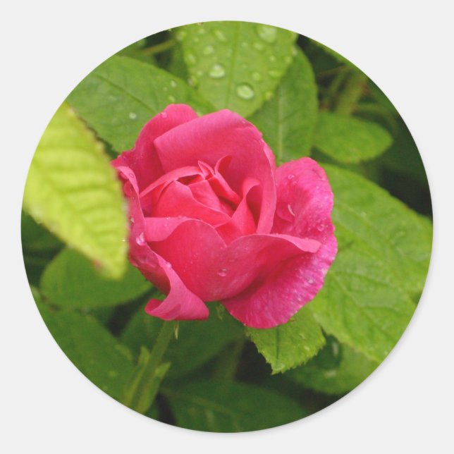 Autocollant Rosebud (Devant)
