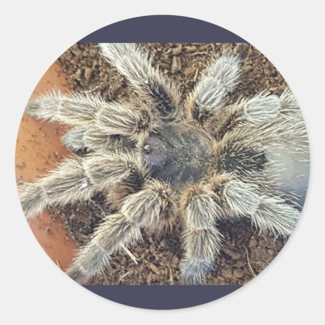 Autocollant Rosehair (Devant)