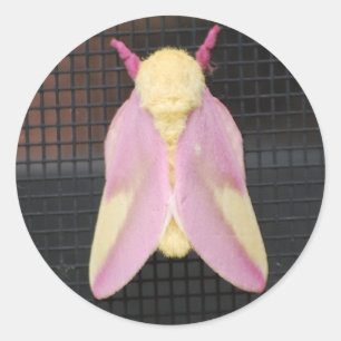 Autocollant Rosy Maple Moth