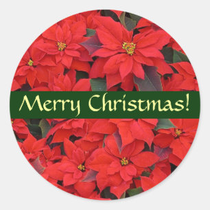 Autocollant rouge de Noël de poinsettias