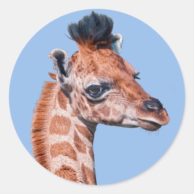 Autocollant Ruby (Devant)