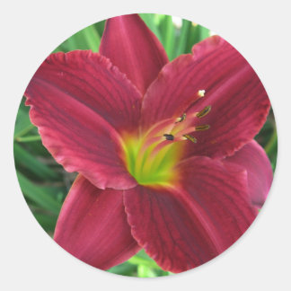 Autocollant Ruby Red Daylily