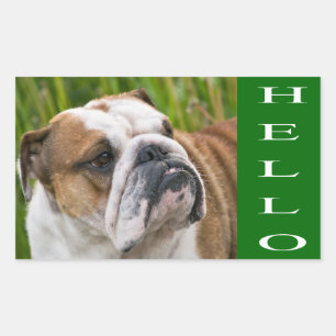 Autocollant / Sceau Chien Chiot Bouledogue Anglais