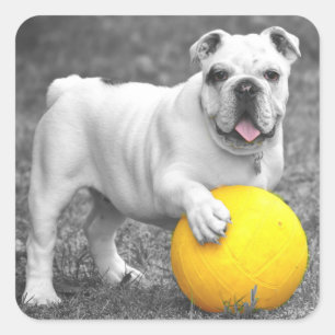 Autocollant / Sceau de chiot Bouledogue Anglais