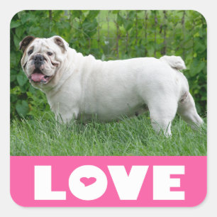 Autocollant / Sceau de chiot Bouledogue Anglais