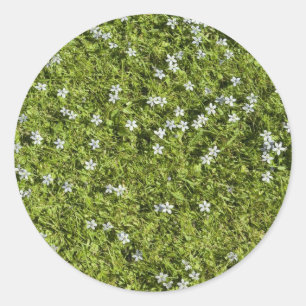 Autocollant Speedwell