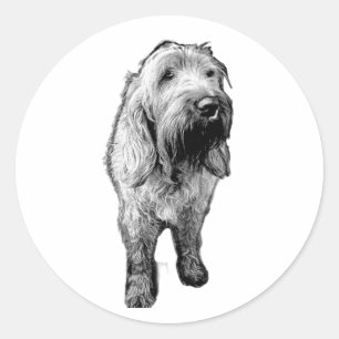 Autocollant Spinone – Portrait de chien émouvant