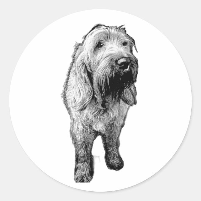 Autocollant Spinone – Portrait de chien émouvant (Devant)