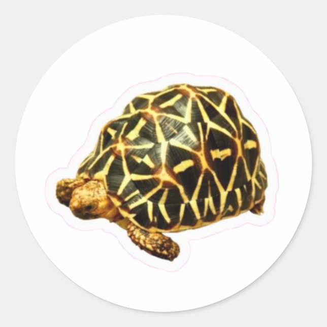 Autocollant Tortue étoilée indienne majestueuse -  (Devant)