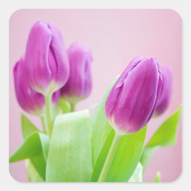 Autocollant tulipes violettes (Devant)