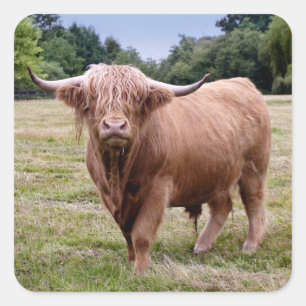 Autocollant Vache des Highlands