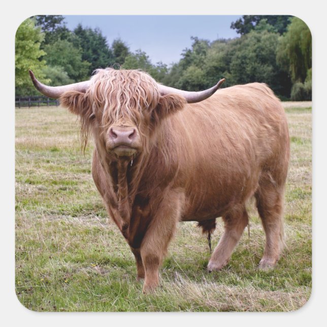 Autocollant Vache des Highlands (Devant)