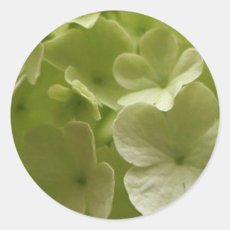 Autocollant vert Hydrangea