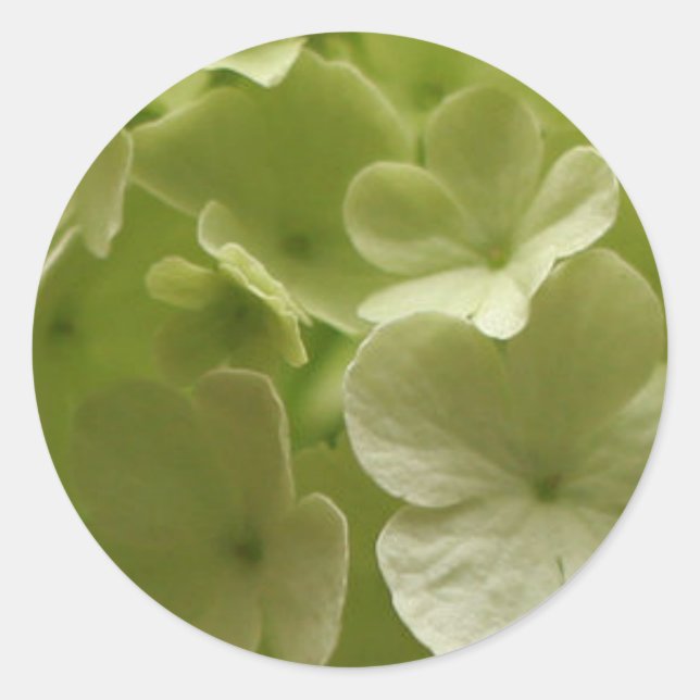 Autocollant vert Hydrangea (Devant)