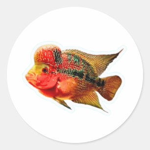Autocollant vibrant Cichlidé Flowerhorn, exotique