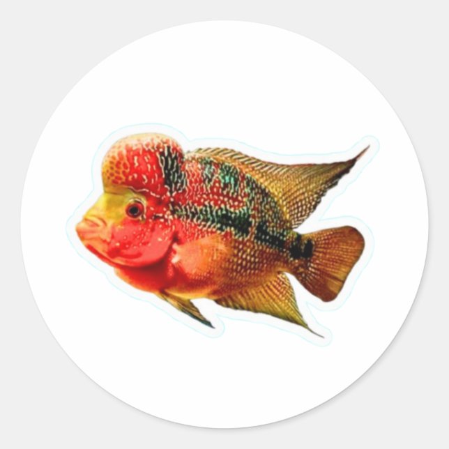 Autocollant vibrant Cichlidé Flowerhorn, exotique  (Devant)