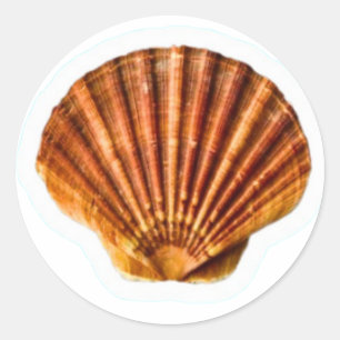 Autocollant vibrant coquille Saint-Jacques orange,