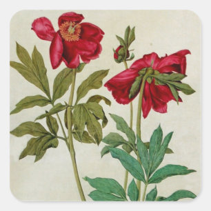 Autocollant vintage de pivoines d'Albrecht Durer