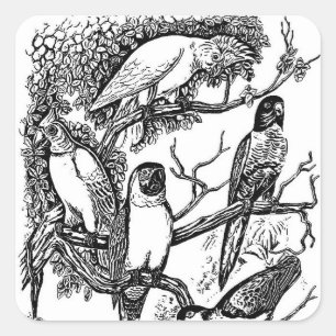 Autocollant vintage oiseaux tropicaux noir blanc