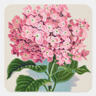 Autocollant Vintage rose Hydrangea