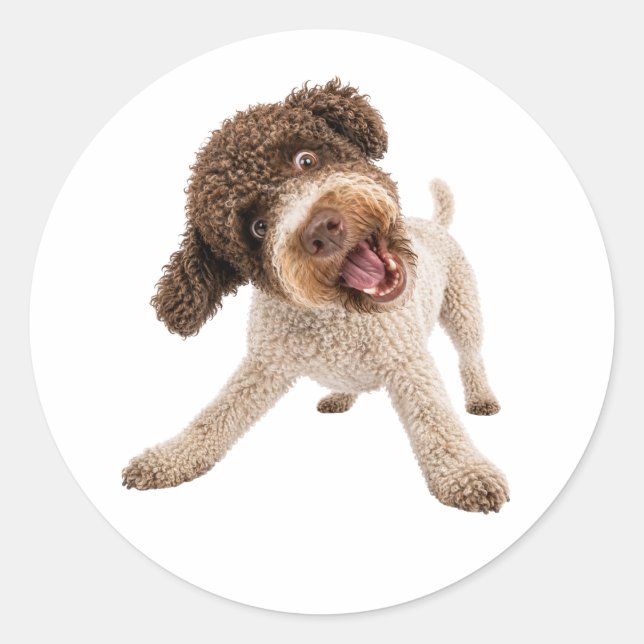 Autocollant vinyle de chien bouclé Lagotto Romagno (Devant)
