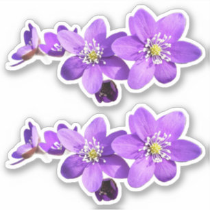 Autocollant vinyle de fleurs d'anémone hépatique v
