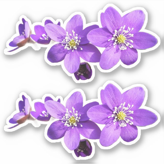 Autocollant vinyle de fleurs d'anémone hépatique v (Devant)