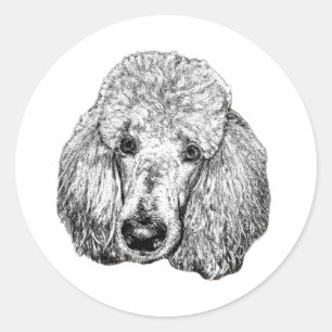 Autocollant visage caniche – Art réaliste noir et