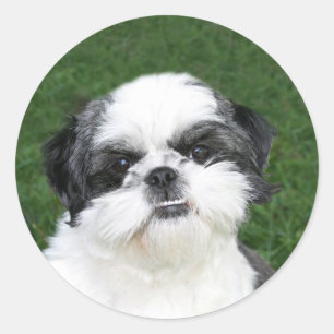 Autocollant visage Shih Tzu