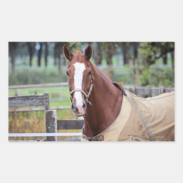 Autocollants (Devant)